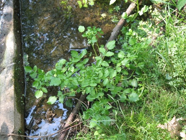 2007 04 Plantes alimentaires 16